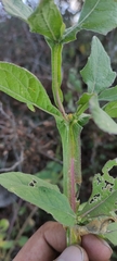 Verbesina tetraptera