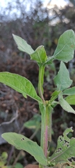 Verbesina tetraptera
