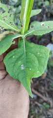 Verbesina tetraptera