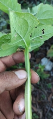 Verbesina tetraptera