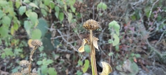 Verbesina tetraptera