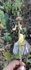 Verbesina tetraptera
