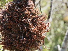 Chandonanthus squarrosus