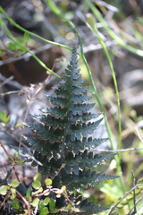 Polystichum oculatum