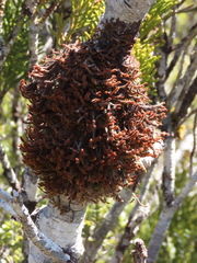 Chandonanthus squarrosus