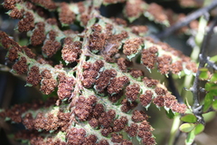 Polystichum oculatum