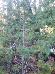 Pinus lambertiana