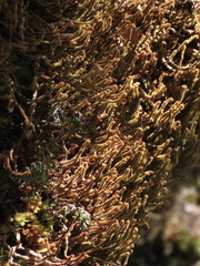 Chandonanthus squarrosus