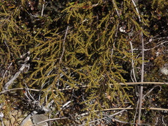 Lepidothamnus laxifolius
