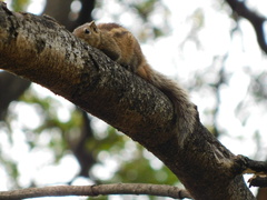 Funambulus palmarum