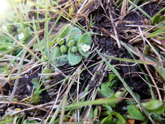 Myosotis antarctica