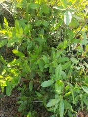 Heteromeles arbutifolia