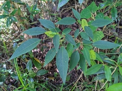 Triadica cochinchinensis