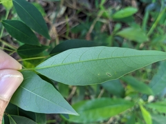 Triadica cochinchinensis
