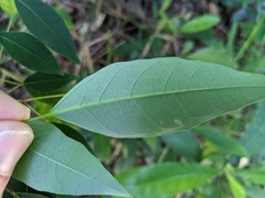 Triadica cochinchinensis