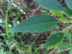 Triadica cochinchinensis