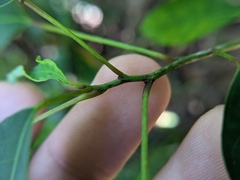 Triadica cochinchinensis