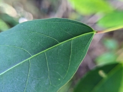 Triadica cochinchinensis