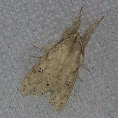 Calliteara angulata