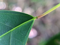 Triadica cochinchinensis