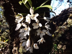 Sarcochilus falcatus