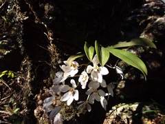 Sarcochilus falcatus
