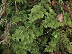 Trichocolea mollissima