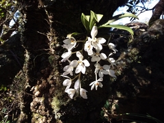 Sarcochilus falcatus