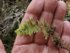 Trichocolea mollissima