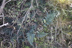 Polystichum oculatum
