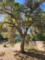 Melaleuca lanceolata