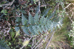Polystichum oculatum