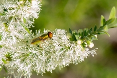 Melaleuca lanceolata