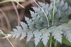 Polystichum oculatum