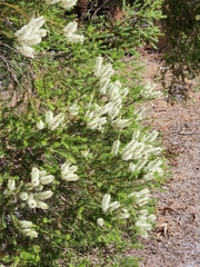 Melaleuca lanceolata