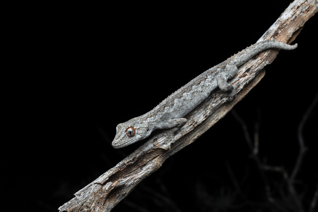 Eastern Spiny-Tailed Gecko