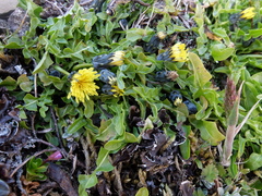 Taraxacum zealandicum