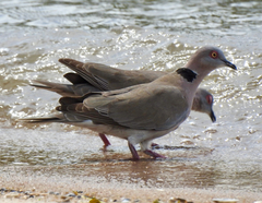 Streptopelia decipiens