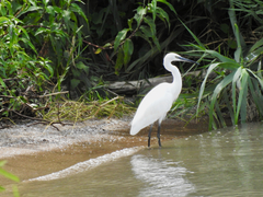 Egretta garzetta