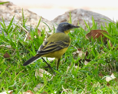 Motacilla flava