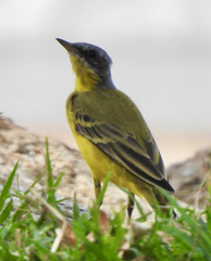 Motacilla flava