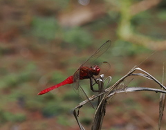 Rhodothemis lieftincki
