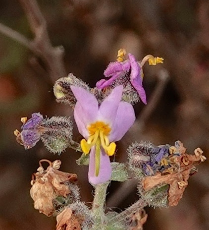 Chaenostoma caeruleum (Chaenostoma caeruleum)