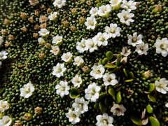 Phyllachne clavigera