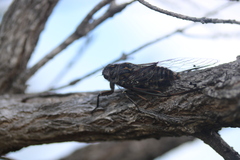 Amphipsalta cingulata