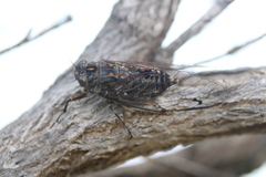 Amphipsalta cingulata