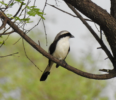 Lanius excubitoroides