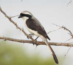 Lanius excubitoroides