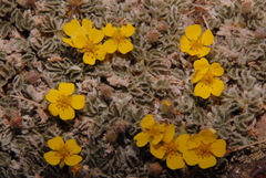 Potentilla holmgrenii