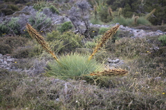 Aciphylla squarrosa